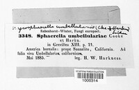 Sphaerella umbellulariae image